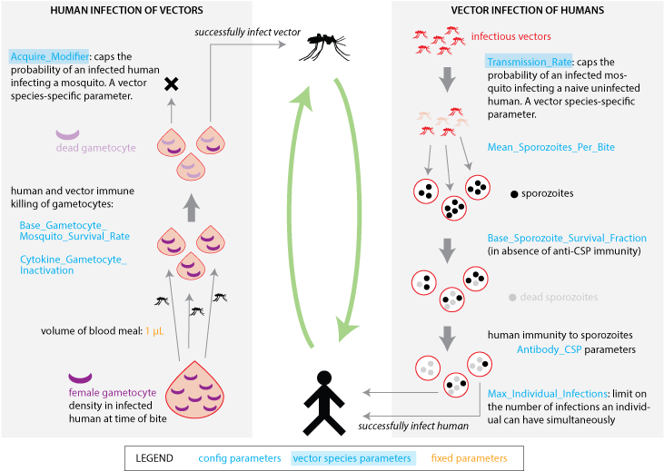 Images/malaria Infection Human Vector Transmission - Human (756x540), Png Download