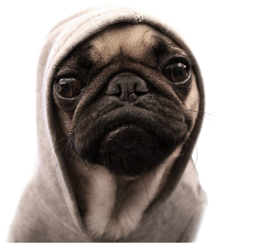 Thug Life Pug Png Image Background - Thug Pug (550x550), Png Download