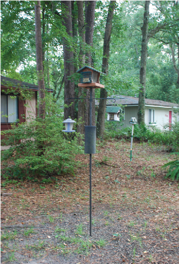 A Baffle Should Help Keep Squirrels Away From Your - Tree (526x519), Png Download