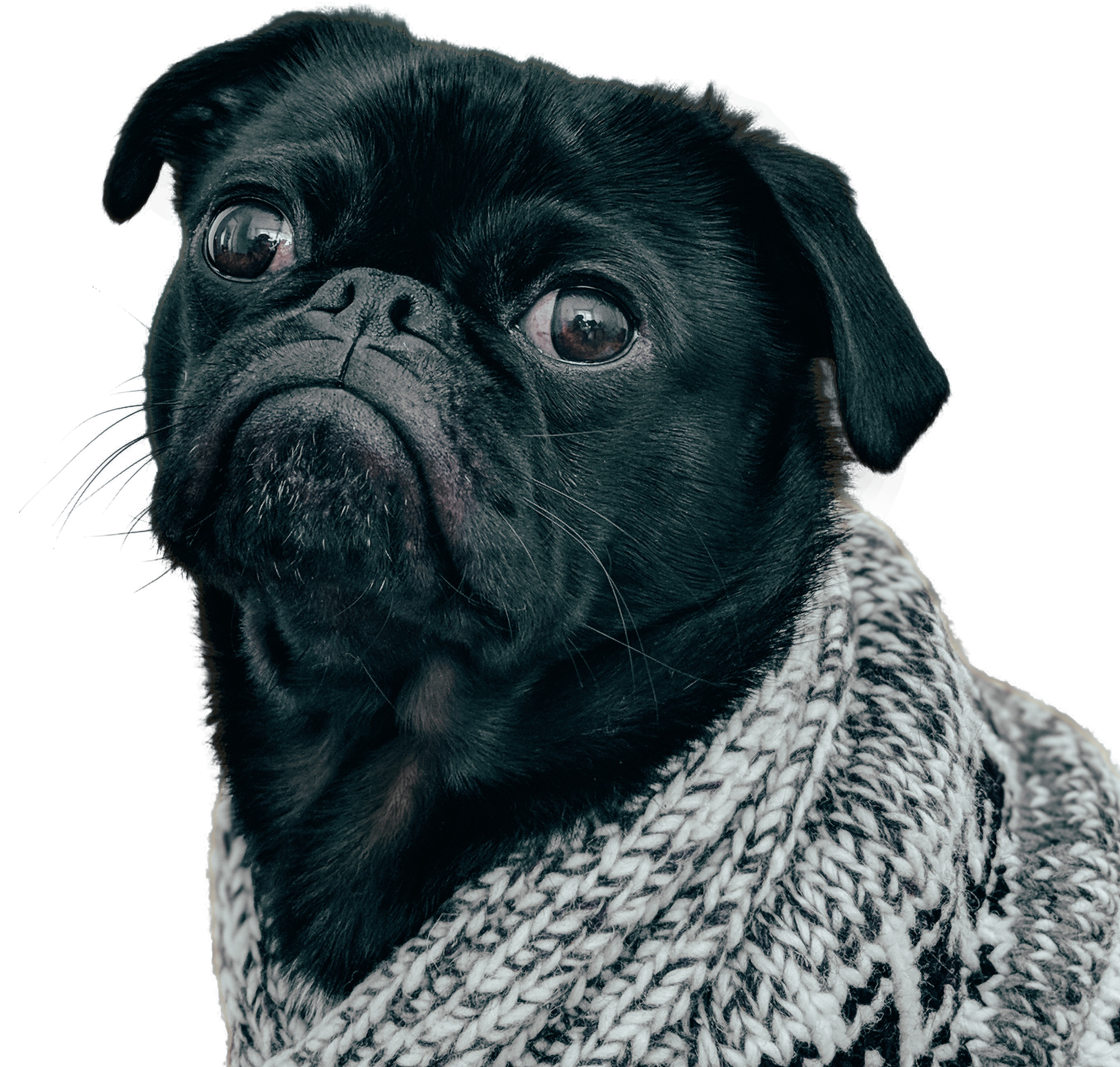 Black Pug Dog - Обои На Айфон Мопс (2991x3018), Png Download