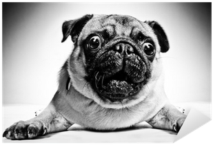 Black And White Pictures Of Pugs (400x400), Png Download