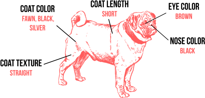 A Pug's Colors And Markings Are Very Standardized - Pug Silhouette Throw Blanket (1024x433), Png Download