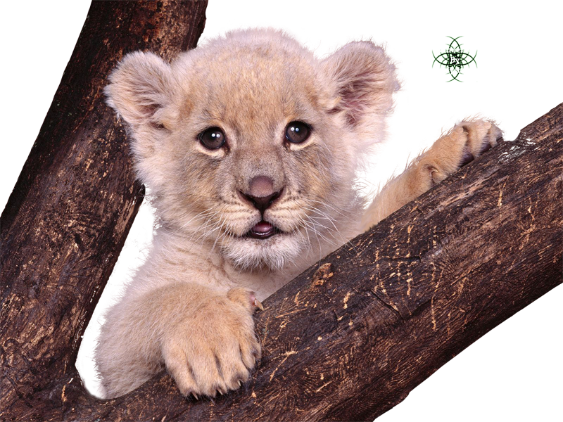 Liked Like Share - Lion Baby S Gif (800x600), Png Download