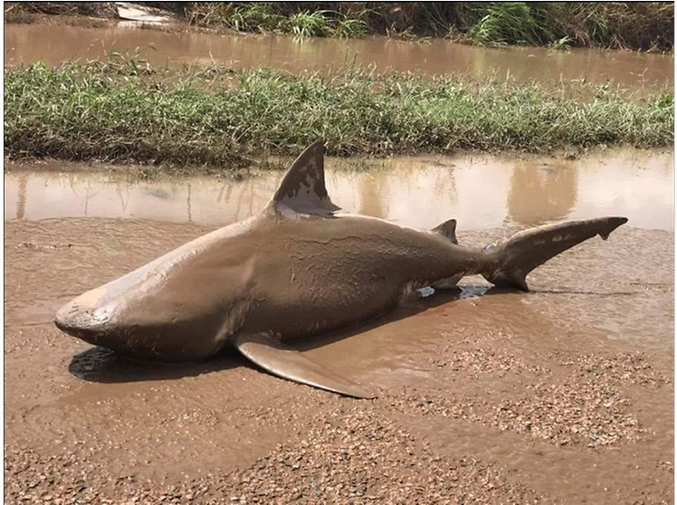Bull Shark Found Washed Up Inland In Australia After - Cyclone Debbie Shark (991x557), Png Download