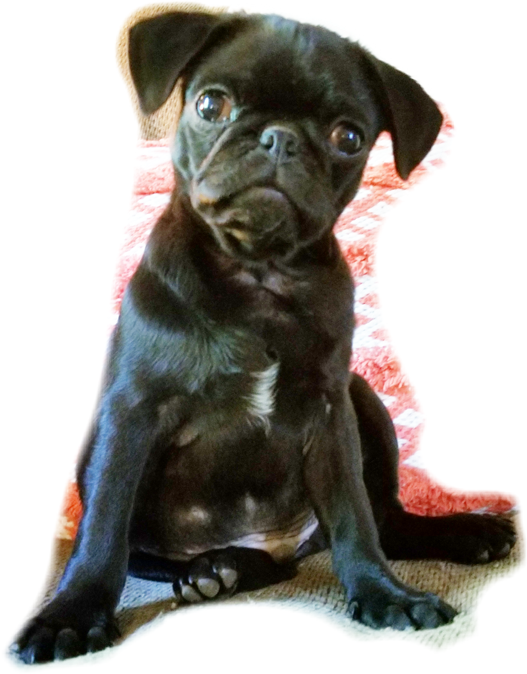 Report Abuse - Pug (1024x1310), Png Download