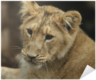 Lion (400x400), Png Download