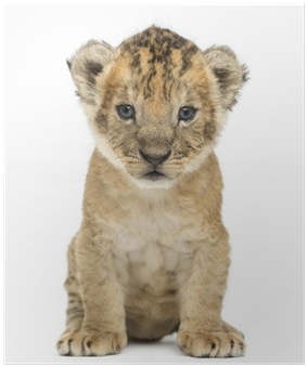 Lion Cub, 4 Weeks Old, Isolated On White Poster • Pixers® - 4 Weeks Old Male Lion Cubs (400x400), Png Download