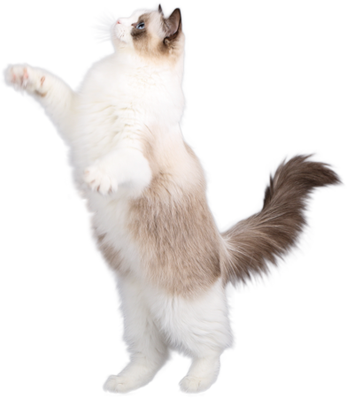 Aquamarinedolls - The Ragdoll - Ragdoll Png (392x450), Png Download