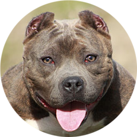 American Staffordshire Terrier - American Bully (500x500), Png Download