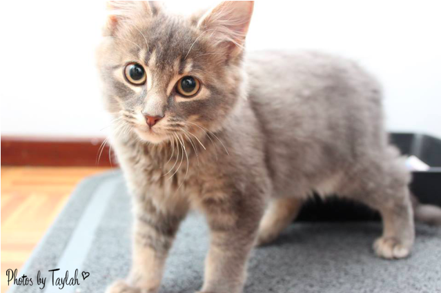 Looking For Love - Domestic Short-haired Cat (638x638), Png Download