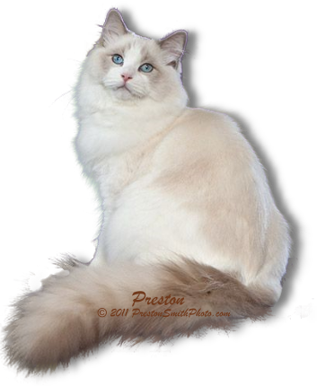 Persian Cat Clipart Ragdoll Cat - Ragdoll Cat With No Background (353x430), Png Download