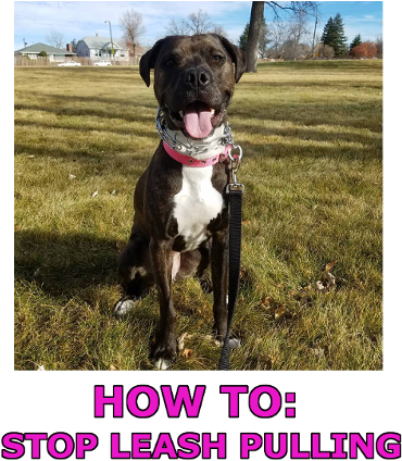 How To Stop Leash Pulling And Collars That Help - Leash (770x433), Png Download