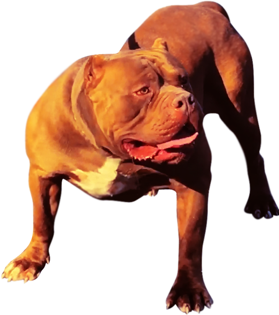 Xxl Pitbull Kennels - American Pit Bull Terrier (561x633), Png Download