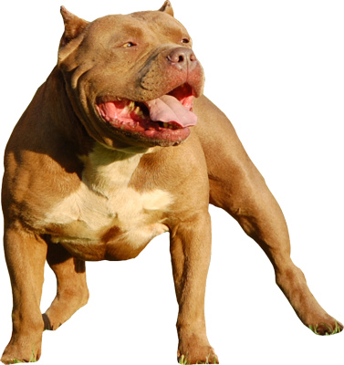 Pitbull Freebies - American Bully En Png (377x400), Png Download