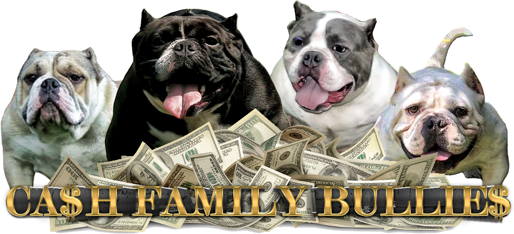 Cash Family Bullies - Start A Successful Business Without Money And Enjoy (1100x500), Png Download