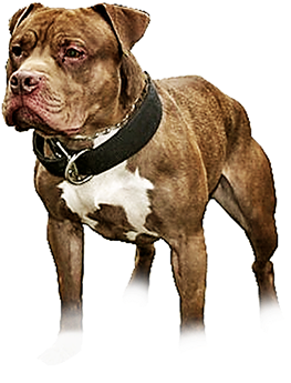Lonzo Zebo Bred Headache - Renascence Bulldogge (825x748), Png Download