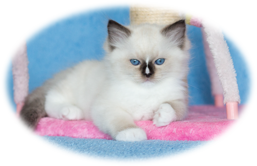 Aquamarinedolls - Ragdoll Kittens - ' - Ragdoll (500x323), Png Download