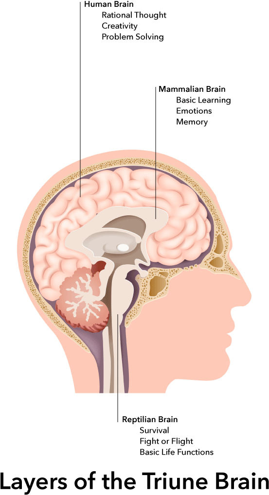 Our Unconscious Cognitive And Emotional Thinking Happens - Vector Stock Brain Anatomy (623x1133), Png Download