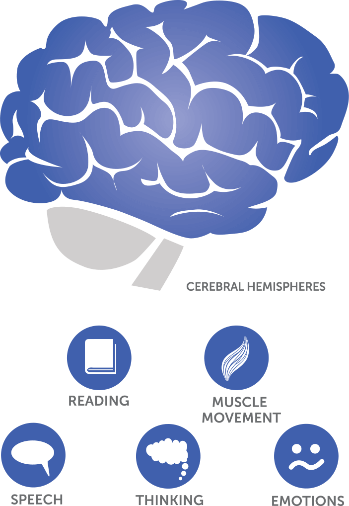 Where Does Glioblastoma Occur In The Brain - Brain (703x1018), Png Download