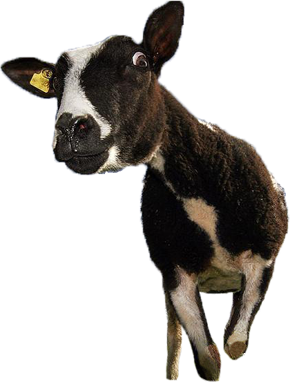 Funny Cow Standing In A Field - Calf (420x553), Png Download