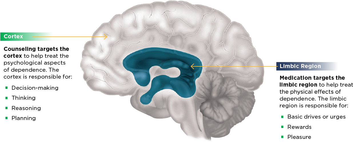 Brain Regions Associated With Dependence1 - Areas Of The Brain Influence Addiction (1280x567), Png Download