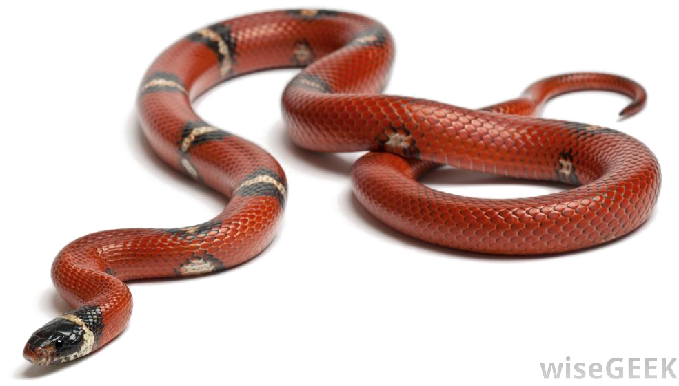 Snake Transparent Background Png - Food Chain Grade 6 (1000x584), Png Download