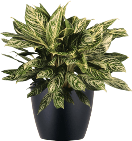 Low Light Indoor Aglaonema Chinese Evergreen Plant - Aglaonema Png (500x500), Png Download