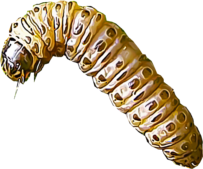 Sod Webworms Comprise Several Different Species Of - Bug Larvae Png (1000x1000), Png Download