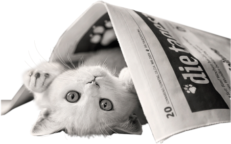 Cats Dogs 36 - Good Morning Animal Video (475x325), Png Download