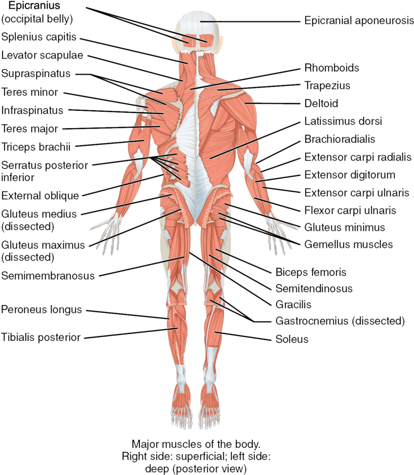 Trunk Human Body The Muscles Of The Trunk Human Anatomy - Nervous System (863x1024), Png Download