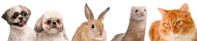 These Are The Animals That We Treat At Royal Oak Pet - Dog Cat Ferret And Rabbit (800x167), Png Download