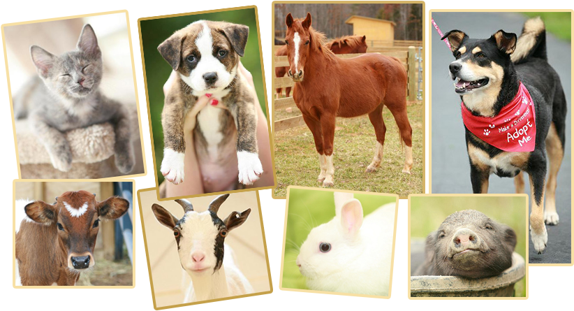 Adopting An Animal - Dogs Cats And Other Animals (828x453), Png Download