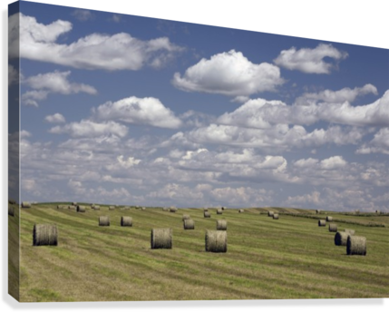 Hay Bales In Field, Alberta, Canada Canvas Print - Posterazzi Hay Bales In Field Alberta Canada Posterprint (429x344), Png Download