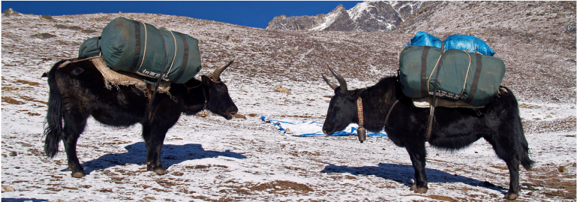 "a Live Pulse" - Yak (1024x291), Png Download