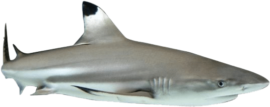 Shark Fin Png Download - Great White Shark (600x600), Png Download