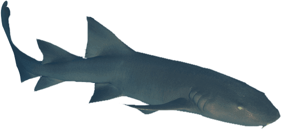 Dive Deep Into The Waters Off The Coast Of Belize To - Requiem Shark (583x283), Png Download