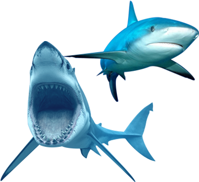 Shark Png Antalya Aquarium - Great White Shark Transparent (450x400), Png Download