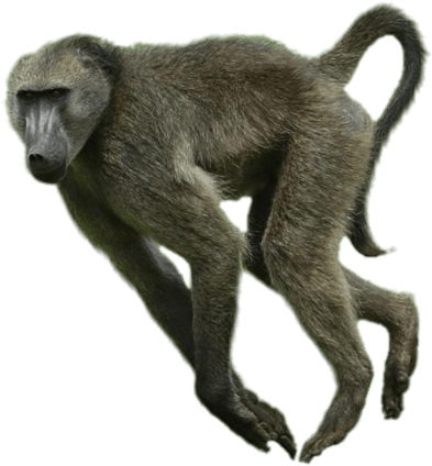 Animals - Baboons - Baboon Loose In San Antonio (800x520), Png Download