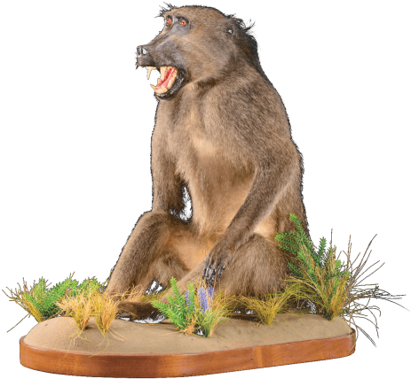 Free Png Baboon Png Images Transparent - Portable Network Graphics (480x720), Png Download