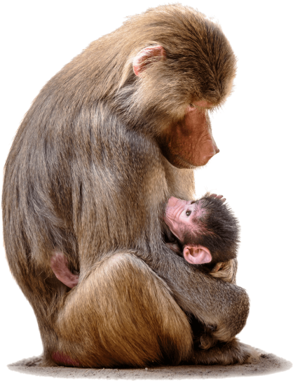 Free Png Baboon With Baby Png Images Transparent - Baboon Blood (480x606), Png Download