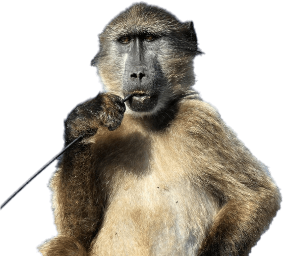Baboon With Stick In His Mouth - Cape Town Baboon (588x541), Png Download