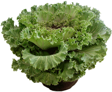 Curly Kale (375x376), Png Download