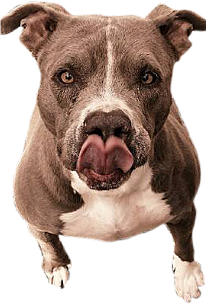 Let Your Pet Be Part Of Our Family - Pit Bull (400x600), Png Download