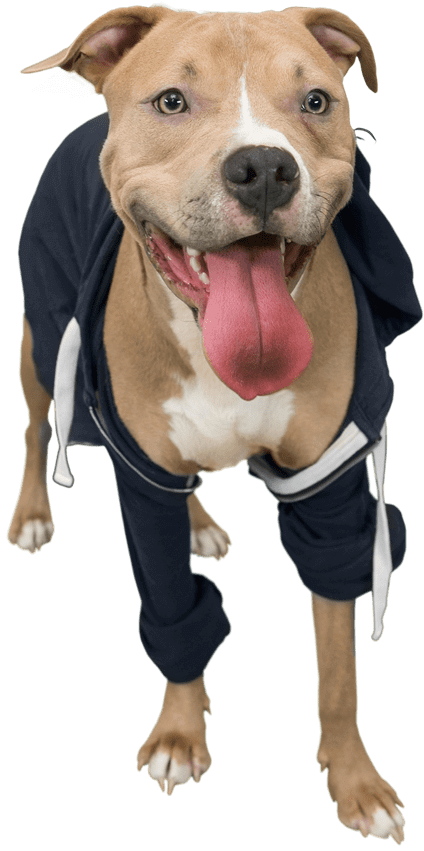 Dogpack Opted For Influencers Of The Four-legged Variety - American Pit Bull Terrier (424x851), Png Download