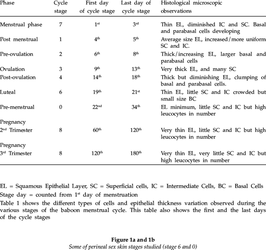 Baboon Vaginal Histological Observations - Number (850x798), Png Download