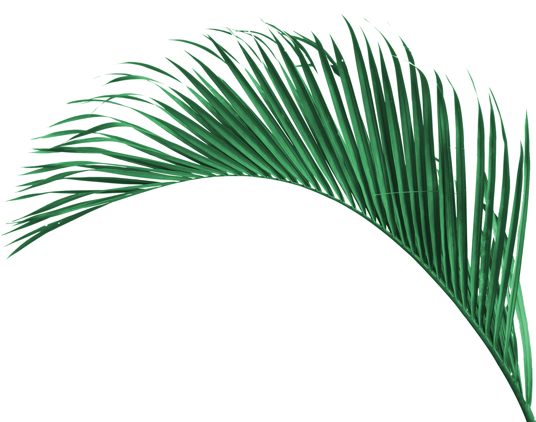 Relax Zone - Roystonea (2162x1704), Png Download