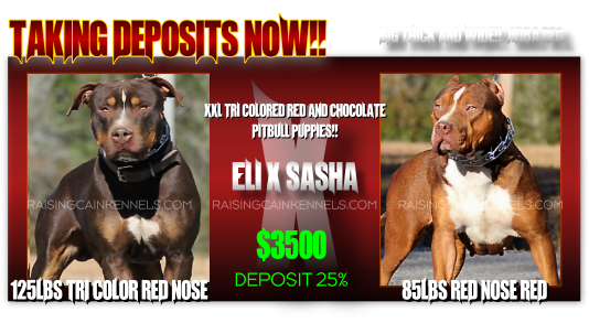 Xxl Puppies For Sale Click Here - Red Nose (534x293), Png Download