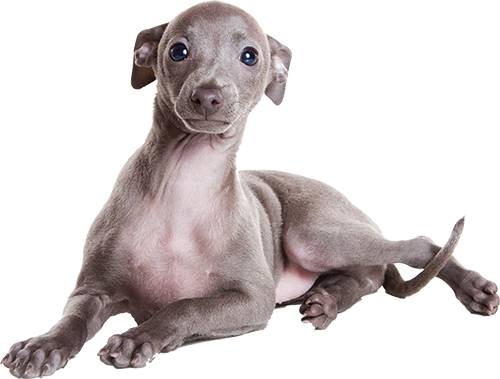Greyhound Puppy - Italian Greyhound Slate Grey (500x379), Png Download
