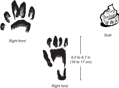 Olive Baboon Tracks - Baboons Feet (484x326), Png Download