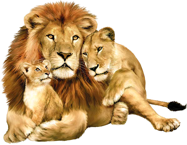 Lion Png Image - Lion Lioness And Cub (598x466), Png Download
